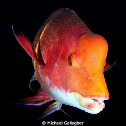 Mexican Hogfish, Cocos Island - shot taken with Tokina 10... by Michael Gallagher 